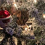 cat, christmas_tree, ornament, christmas_lights, holiday, decoration, peeking, curious_cat, feline, bauble, flocked_branches, greenery, close_up, indoor, pet, whiskers, eyes, festive, cozy, twinkle_lights