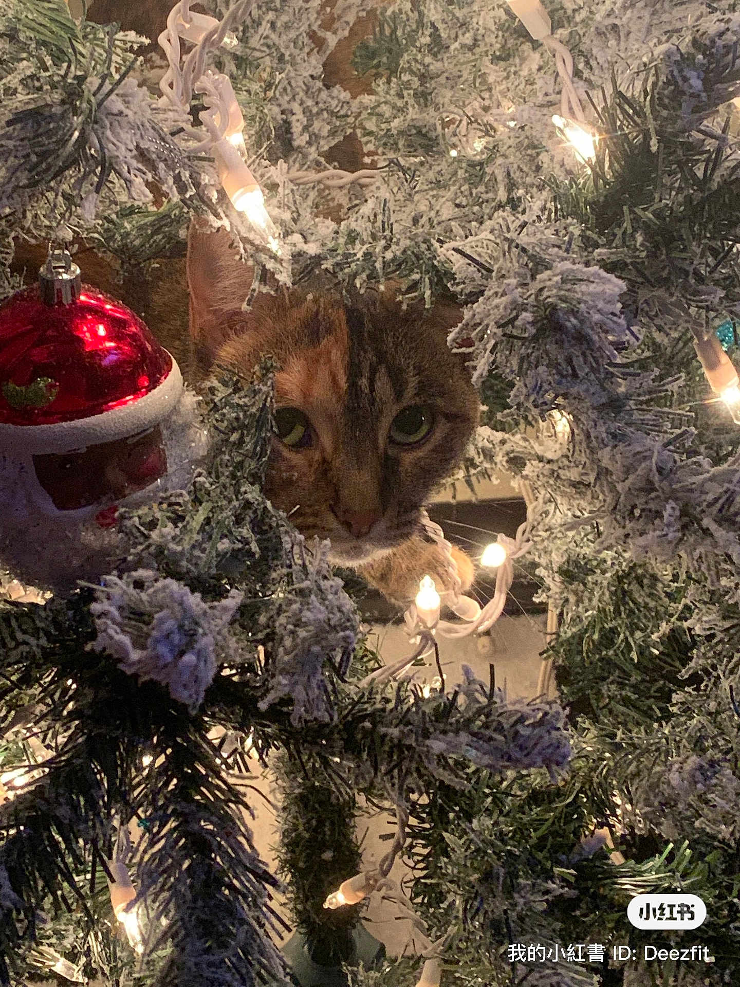 Jazmine is registered to the contest to win money with this photo: cat, christmas_tree, ornament, christmas_lights, holiday, decoration, peeking, curious_cat, feline, bauble, flocked_branches, greenery, close_up, indoor, pet, whiskers, eyes, festive, cozy, twinkle_lights