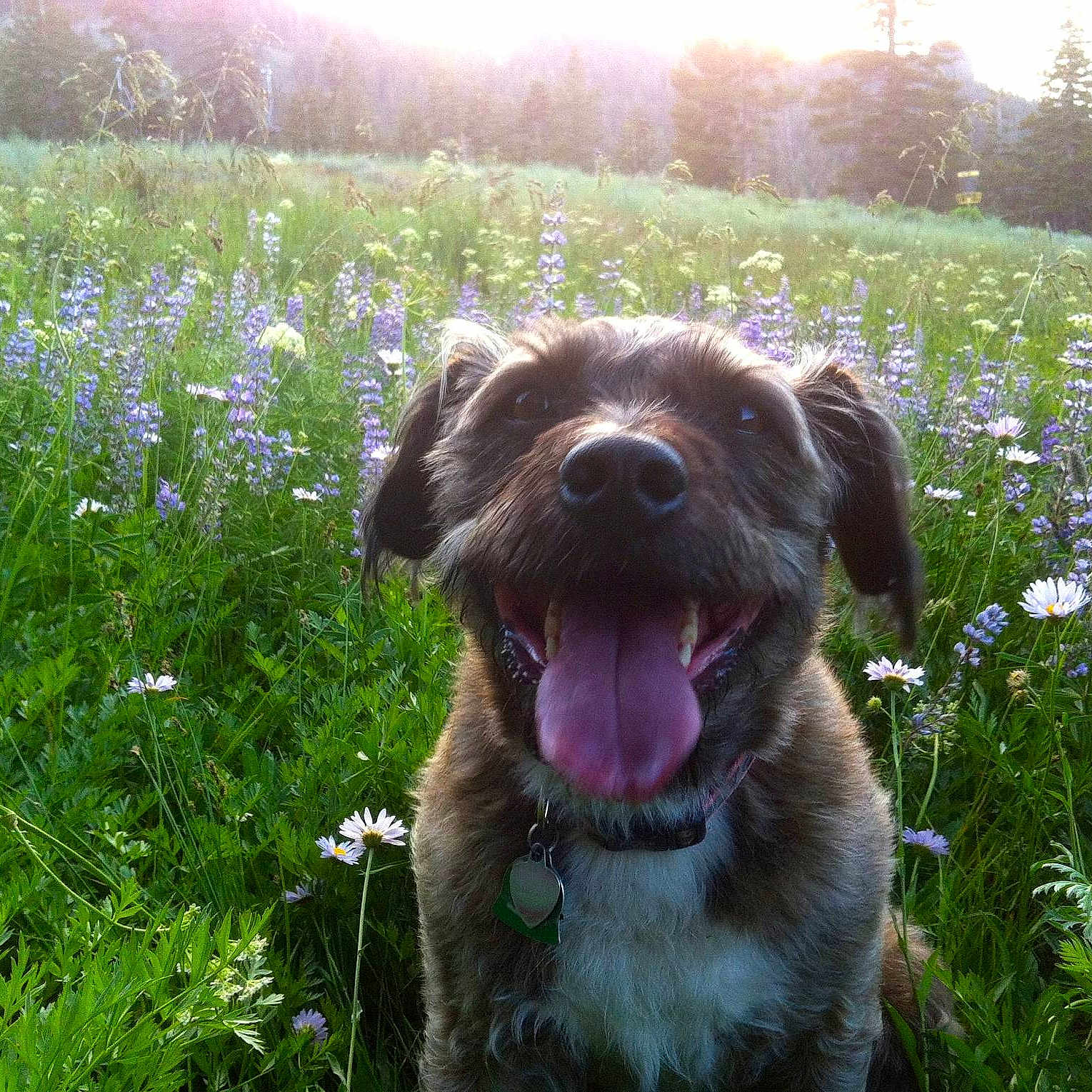 Cookie joined the competition — help win amazing prizes!