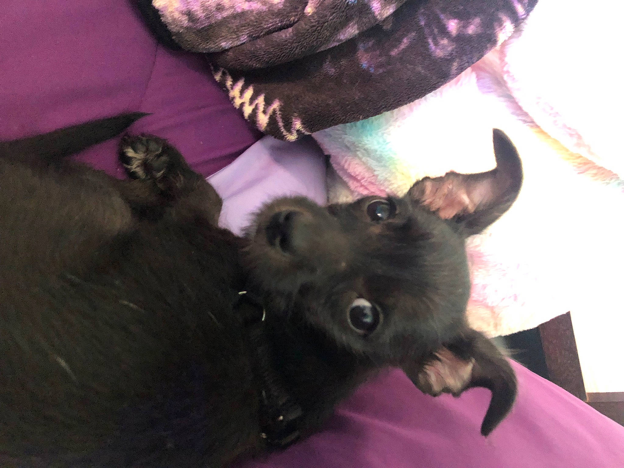 Blackie Jr. joined the competition — help win amazing prizes! canidae, carnivore, comfort, companion_dog, costume_hat, dog, dog_breed, ear, fashion_accessory, fedora, felidae, fun, fur, gesture, hat, magenta, purple, sporting_group, sun_hat, vertebrate