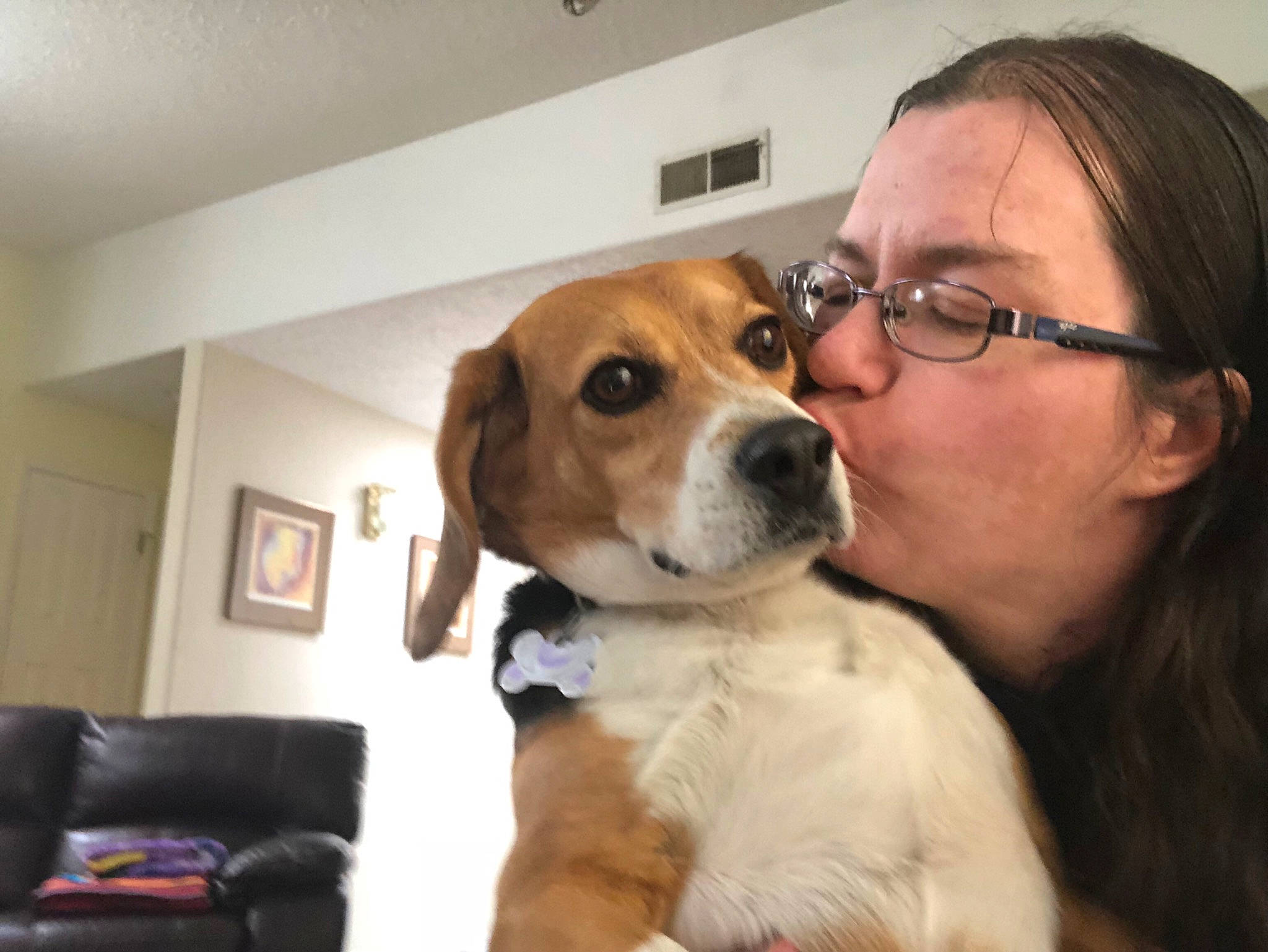 Sergie is registered to the contest to win money with this photo: beagle, beaglier, canidae, carnivore, comfort, companion_dog, dog, dog_breed, eyewear, fawn, fur, glasses, hound, kiss, puppy_love, scent_hound, snout, sporting_group, vision_care, whiskers