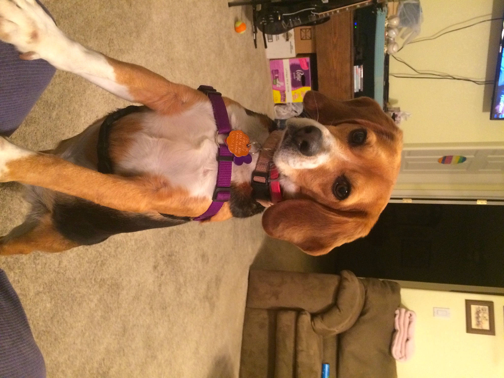 Sergie joined the competition — help win amazing prizes! canidae, carnivore, companion_dog, computer_monitor, dog, dog_breed, dog_supply, elbow, fawn, fun, human_leg, knee, led_backlit_lcd_display, smile, snout, sporting_group, television, thigh, working_animal, wrist