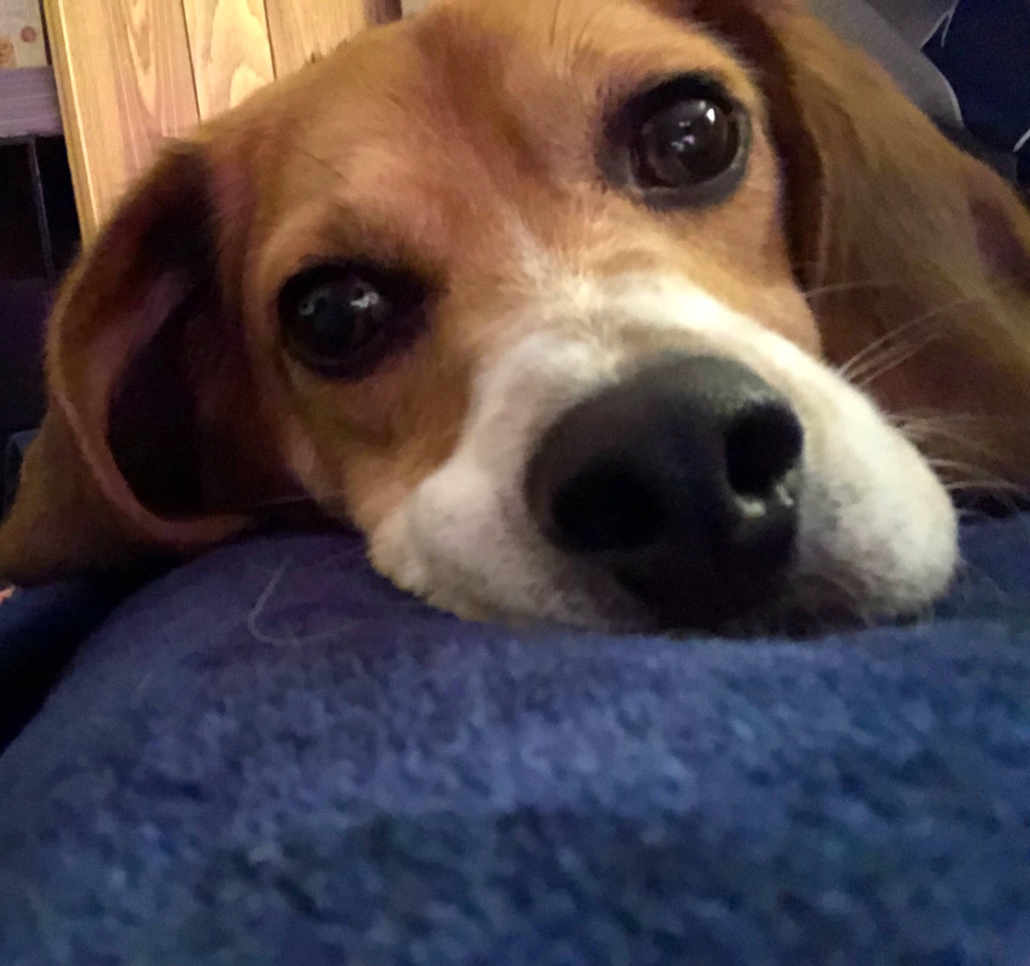 Sergie joined the competition — help win amazing prizes! beagle, beagle_harrier, canidae, carnivore, companion_dog, dog, dog_breed, fawn, fur, hound, irishjacks, pocket_beagle, puppy, puppy_love, scent_hound, snout, sporting_group, terrestrial_animal, whiskers, working_animal