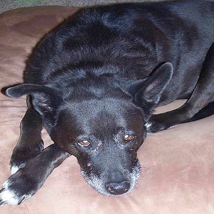 Blackie