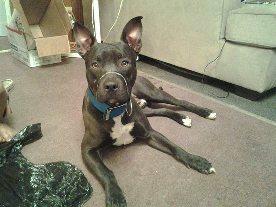 Broozer joined the competition — help win amazing prizes! canidae, carnivore, collar, companion_dog, dog, dog_breed, dog_collar, dog_supply, fawn, guard_dog, liver, non_sporting_group, shipping_box, snout, sporting_group, tail, toy_dog, whiskers, working_animal, working_dog