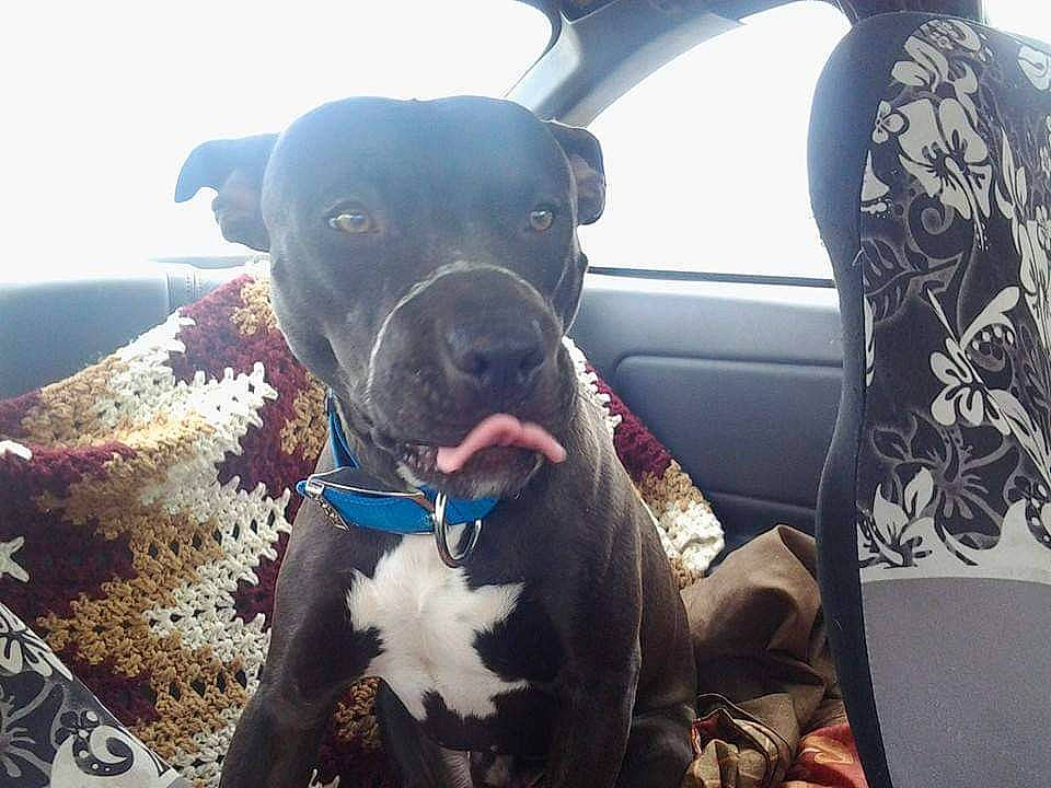 Broozer is registered to the contest to win money with this photo: canidae, carnivore, collar, companion_dog, dog, dog_breed, dog_collar, fawn, guard_dog, leash, molosser, pet_supply, snout, sporting_group, vehicle, whiskers, window, windshield, working_animal, working_dog