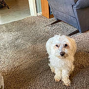 Cassie joined the competition — help win amazing prizes! animal, armchair, cabinet, carpet, companion, cozy, curly_fur, cute, dog, domestic, floor, fluffy, furniture, home, indoor, living_room, pet, sitting, small_dog, white_dog