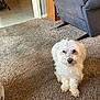 animal, armchair, cabinet, carpet, companion, cozy, curly_fur, cute, dog, domestic, floor, fluffy, furniture, home, indoor, living_room, pet, sitting, small_dog, white_dog