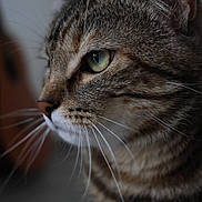 Cassiopée participe au concours pour gagner de l'argent avec cette photo : cat, tabby, close_up, side_profile, green_eyes, whiskers, fur, pet, animal, domestic_cat, mammal, portrait, indoor, soft_light, detailed, focused, cute, feline, nature
