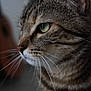 cat, tabby, close_up, side_profile, green_eyes, whiskers, fur, pet, animal, domestic_cat, mammal, portrait, indoor, soft_light, detailed, focused, cute, feline, nature
