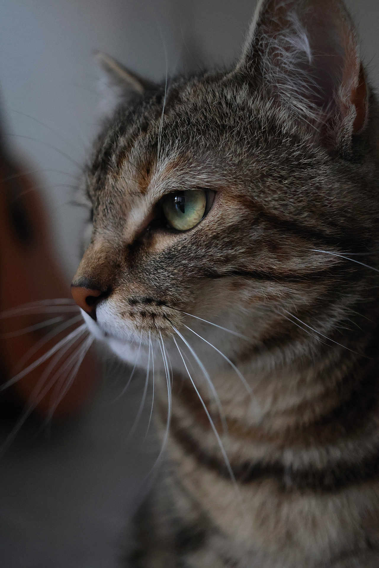 Cassiopée participe au concours pour gagner de l'argent avec cette photo : cat, tabby, close_up, side_profile, green_eyes, whiskers, fur, pet, animal, domestic_cat, mammal, portrait, indoor, soft_light, detailed, focused, cute, feline, nature