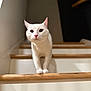 cat, white_cat, stairs, wooden_stairs, indoor, pet, animal, feline, curious, pink_nose, whiskers, paws, looking, closeup, soft_light, house, home, domestic, cute, portrait