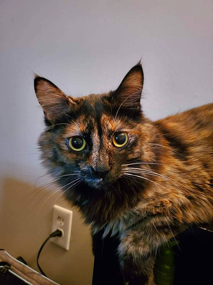 Zuzu joined the competition — help win amazing prizes! art, carnivore, cat, claw, domestic_short_haired_cat, felidae, fur, small_to_medium_sized_cats, snout, tail, terrestrial_animal, whiskers, wildlife, window