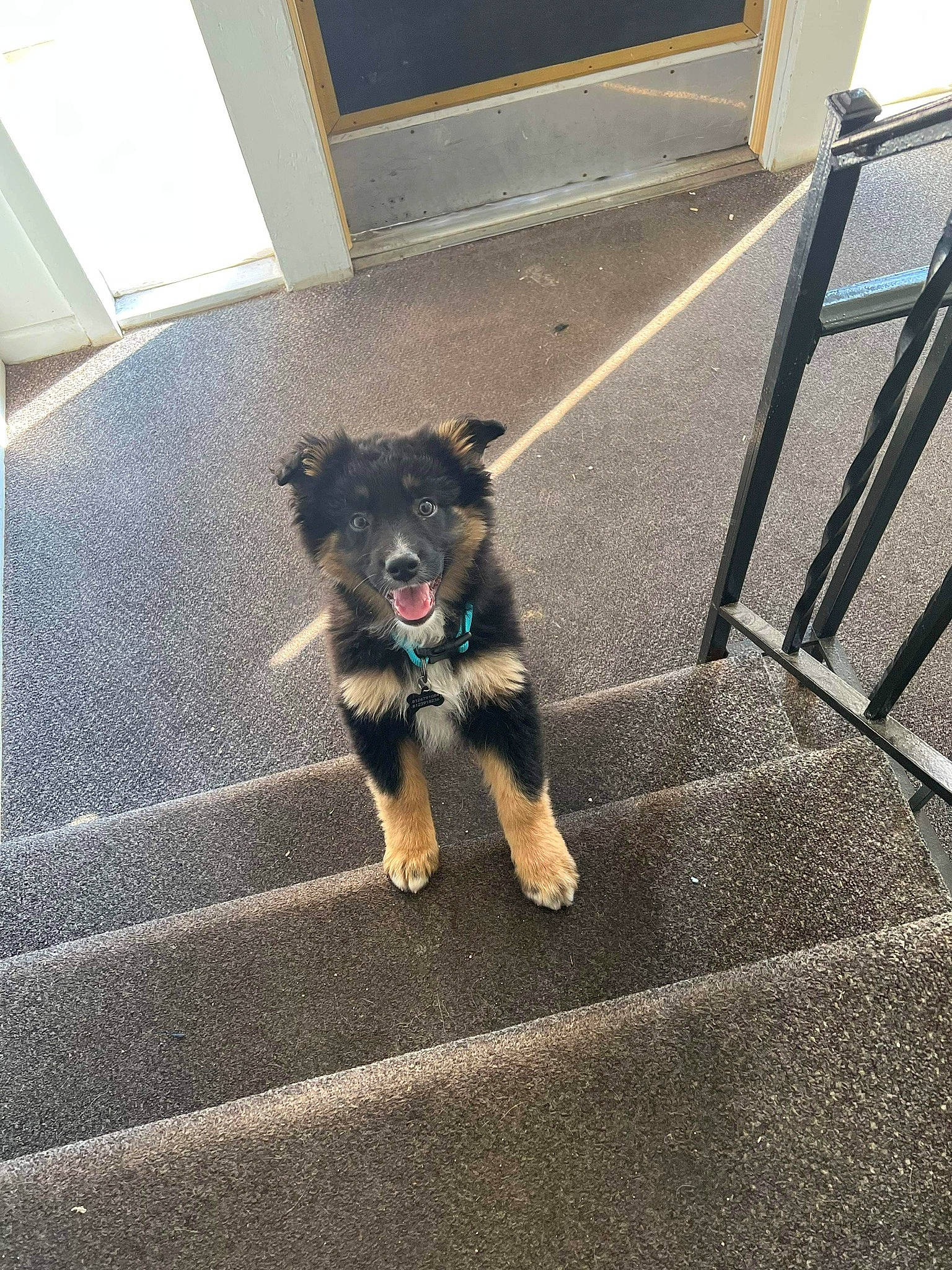 Journey joined the competition — help win amazing prizes! asphalt, canidae, carnivore, companion_dog, dog, dog_breed, door, fawn, flooring, fur, grass, road_surface, shadow, sidewalk, snout, sporting_group, tail, tints_and_shades, toy_dog, working_animal