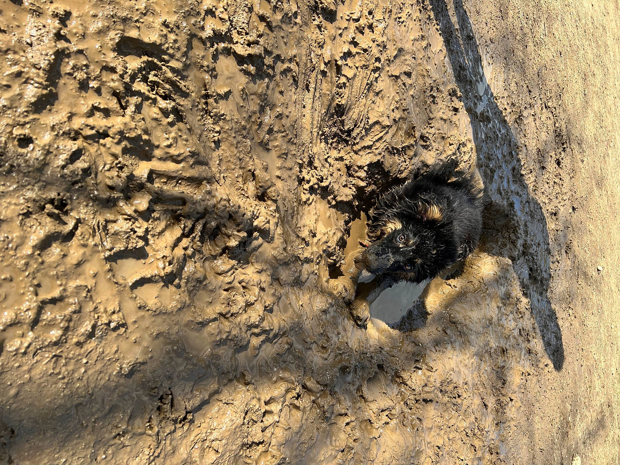 Journey joined the competition — help win amazing prizes! asphalt, automotive_tire, footprint, landscape, mixture, paw, road_surface, rock, sand, shadow, soil, terrestrial_animal, tints_and_shades, trunk, wood