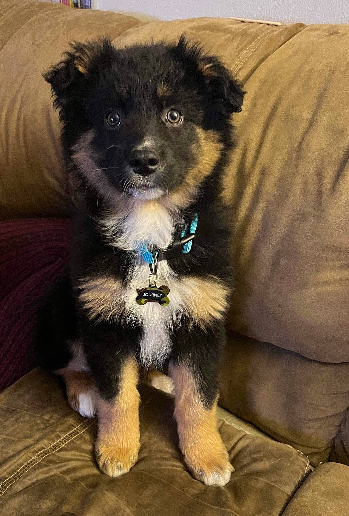 Journey joined the competition — help win amazing prizes! canidae, carnivore, companion_dog, dog, dog_breed, dog_collar, dog_supply, electric_blue, fawn, fur, paw, pet_supply, puppy, snout, sporting_group, tail, toy_dog, whiskers, working_animal, working_dog