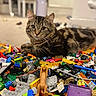 Rufus is registered to the contest to win money with this photo: cat, tabby_cat, lego, toys, indoor, floor, blurred_background, playful, curious, pet, animal, feline, brown, black, striped, closeup, lying_down, colorful, messy, soft_light