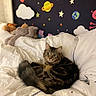 Rufus joined the competition — help win amazing prizes! cat, tabby, bed, white_bedding, plush_toys, space_theme, planets, stars, clouds, wall_decal, indoor, pet, fur, curious, animal, cute, cozy, resting, soft_lighting, feline