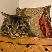 Rufus joined the competition — help win amazing prizes! cat, tabby, basket, wood, pillow, tapestry, indoor, resting, feline, cozy, portrait, animal, furniture, brown, pattern, closeup, relaxing, domestic_cat, cute, soft