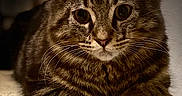 Rufus is registered to the contest to win money with this photo: cat, tabby, feline, animal, pet, whiskers, fur, eyes, ears, paws, resting, closeup, indoor, wood, striped, cute, mammal, portrait, relaxed, laying