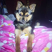 Foxy is registered to the contest to win money with this photo: animal, bed, black_and_tan, blanket, blurred, cozy, cute, dog, ears, front_view, home, indoors, low_light, paws, pet, pink_blanket, portrait, puppy, short_fur, sitting