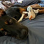 Shaggy is registered to the contest to win money with this photo: dog, bed, stuffed_toy, blanket, ears, fur, brown, black, pet, indoor, close_up, lying_down, soft_toy, fabric, cozy, animal, domestic, resting, cute, relaxed