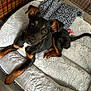 Shaggy joined the competition — help win amazing prizes! dog, puppy, pet, bed, blanket, toy, indoor, furniture, floor, black_fur, brown_fur, canine, cute, animal, looking_up, ears_up, resting, cozy, home, playful