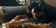 Shaggy is registered to the contest to win money with this photo: dog, puppy, black_dog, brown_dog, couch, indoor, shredded_paper, pet, animal, ears, paw, snout, fur, relaxing, looking, curious, home, furniture, domestic_animal, canine
