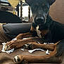 dog, puppy, black_dog, brown_dog, couch, indoor, shredded_paper, pet, animal, ears, paw, snout, fur, relaxing, looking, curious, home, furniture, domestic_animal, canine