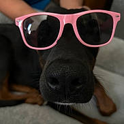 Shaggy is registered to the contest to win money with this photo: dog, close_up, sunglasses, pink, black_dog, nose, pet, animal, blurred_background, indoor, cute, funny, portrait, canine, face_accessory, domestic_animal, relaxing, casual, human_arm, playful