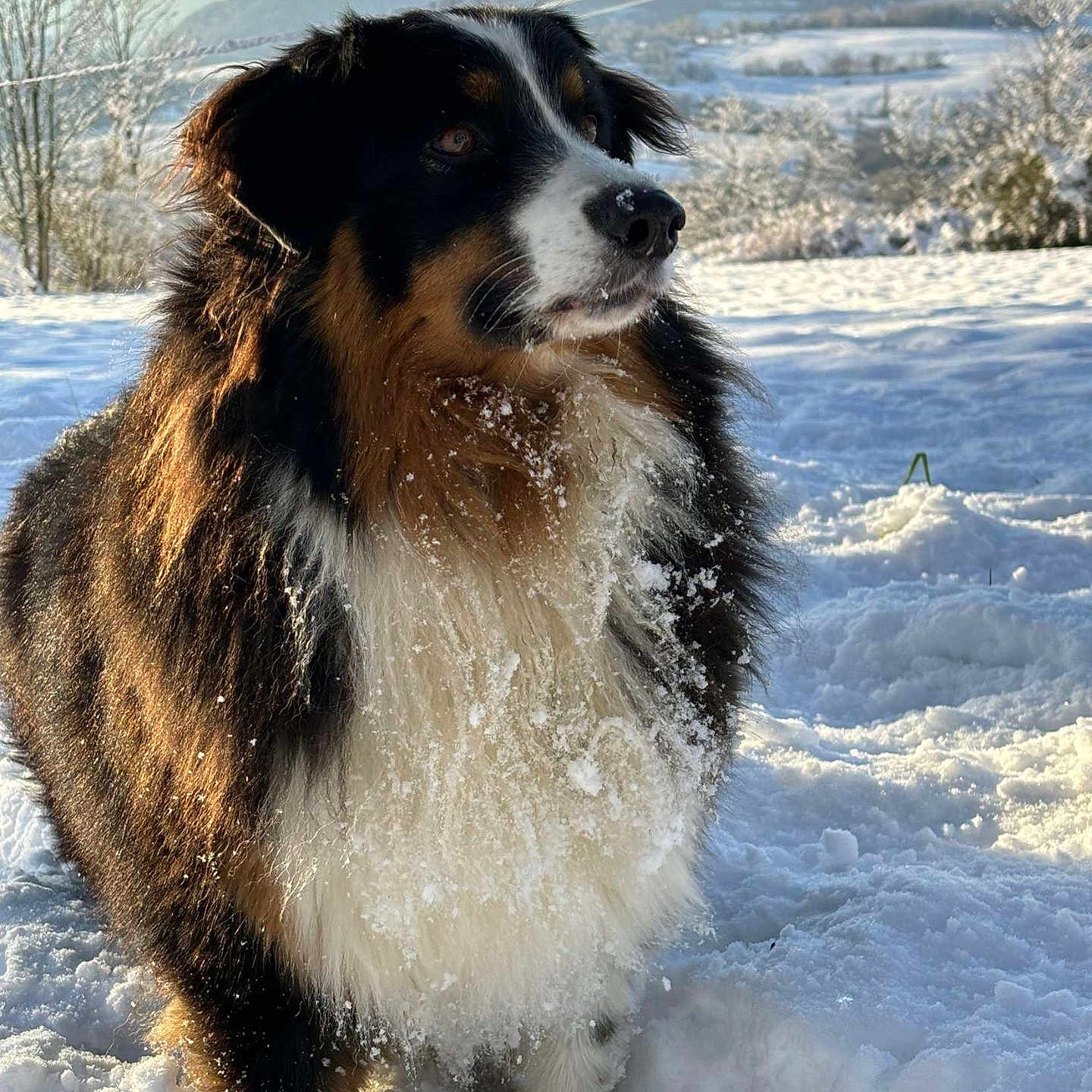 Flora a rejoint le concours — aidez-le/la à gagner de superbes lots ! animal, appenzeller, blizzard, canine, cockerspaniel, collie, dog, husky, ice, land, nature, outdoors, pet, puppy, saintbernard, snout, snow, storm, weather, winter