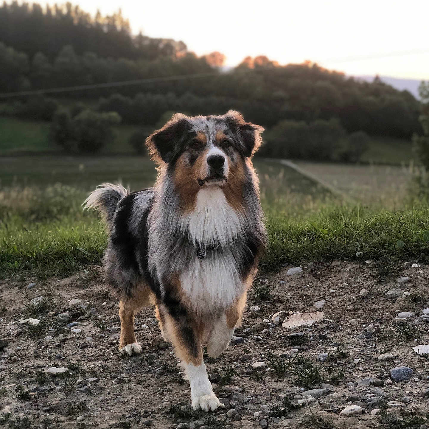 Jack a rejoint le concours — aidez-le/la à gagner de superbes lots ! animal, canine, cockerspaniel, collie, dog, field, grass, grassland, hound, nature, outdoors, papillon, pet, plant, puppy, rock, soil, terrier, tree, vegetation