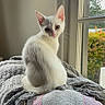 Beast joined the competition — help win amazing prizes! cat, kitten, white_cat, indoor, window, blanket, texture, curious, pet, fur, animal, sitting, cozy, natural_light, home, domestic, cute, young_cat, soft, relaxing