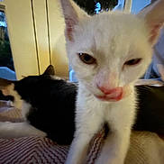 Beast is registered to the contest to win money with this photo: cat, white_cat, black_and_white_cat, indoor, window, pet, animal, licking, close_up, feline, bed, blanket, striped, night, domestic, cute, whiskers, ears, fur, resting