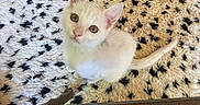 Beast is registered to the contest to win money with this photo: kitten, cat, white_cat, pet, indoor, carpet, patterned_rug, looking_up, cute, small_animal, furniture_leg, paw, floor, cozy, domestic_animal, young_cat, animal_portrait, pajamas, colorful, eyes