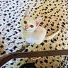 kitten, cat, white_cat, pet, indoor, carpet, patterned_rug, looking_up, cute, small_animal, furniture_leg, paw, floor, cozy, domestic_animal, young_cat, animal_portrait, pajamas, colorful, eyes