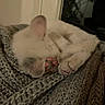 Beast joined the competition — help win amazing prizes! cat, sleeping, paw_pads, knit_blanket, cozy, furry, indoor, pet, cute, resting, animal, soft, warm, relaxing, close_up, fur, pink_paws, quiet, comfortable, night