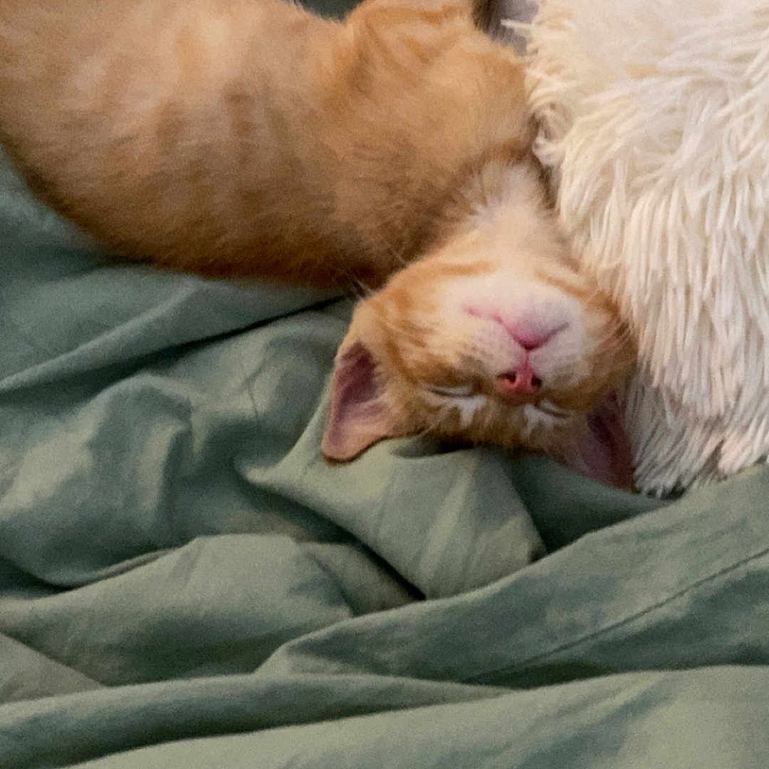 Rookie a rejoint le concours — aidez-le/la à gagner de superbes lots ! animal, blanket, cat, cozy, cute, domestic_cat, feline, fur, home, indoor, kitten, nap, orange_tabby, pet, pillow, relaxed, resting, sleeping, soft, whiskers