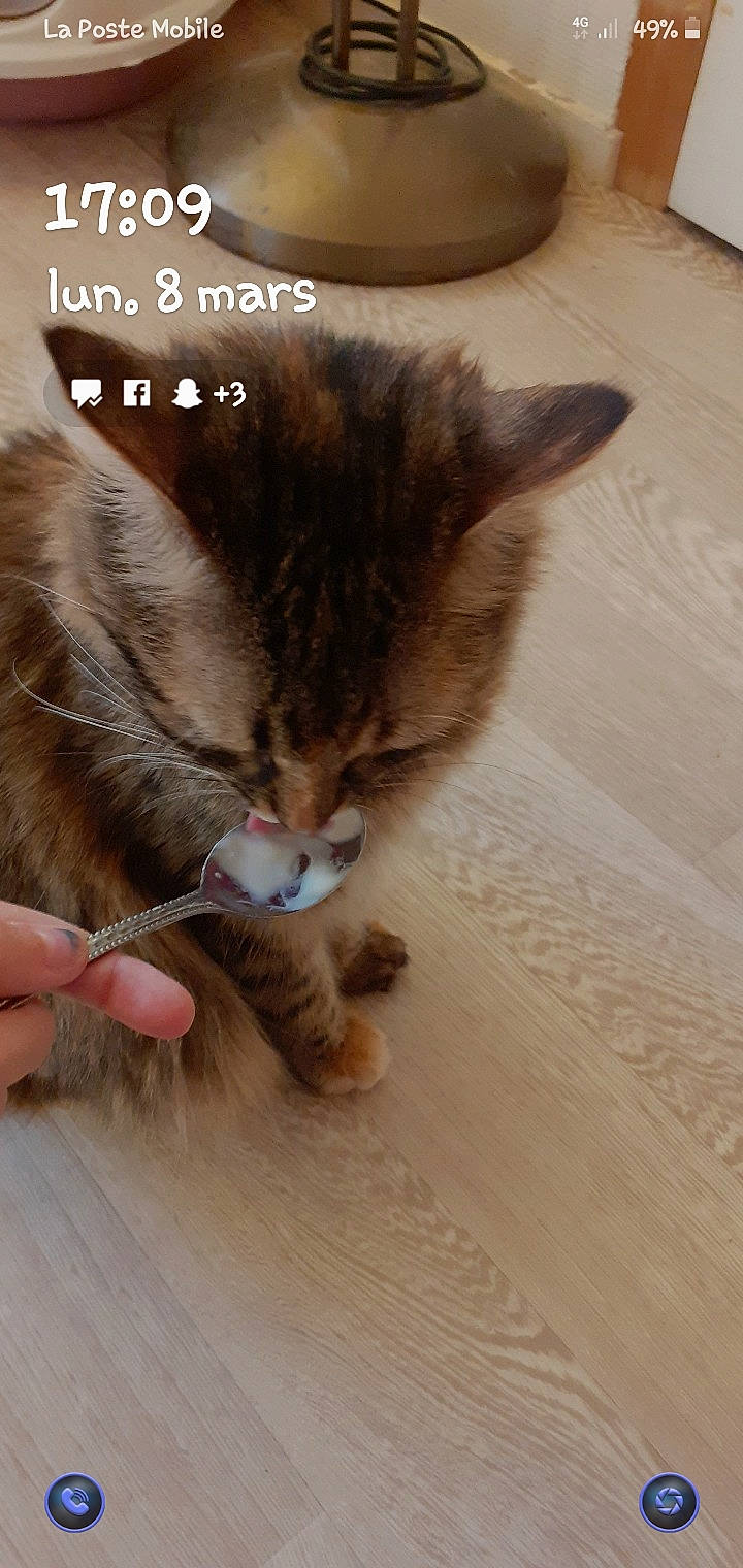 Moumouche a rejoint le concours — aidez-le/la à gagner de superbes lots ! carnivore, cat, claw, domestic_short_haired_cat, fawn, felidae, flooring, fur, gesture, hardwood, paw, photo_caption, sand, small_to_medium_sized_cats, snout, tail, terrestrial_animal, toe, whiskers, wood