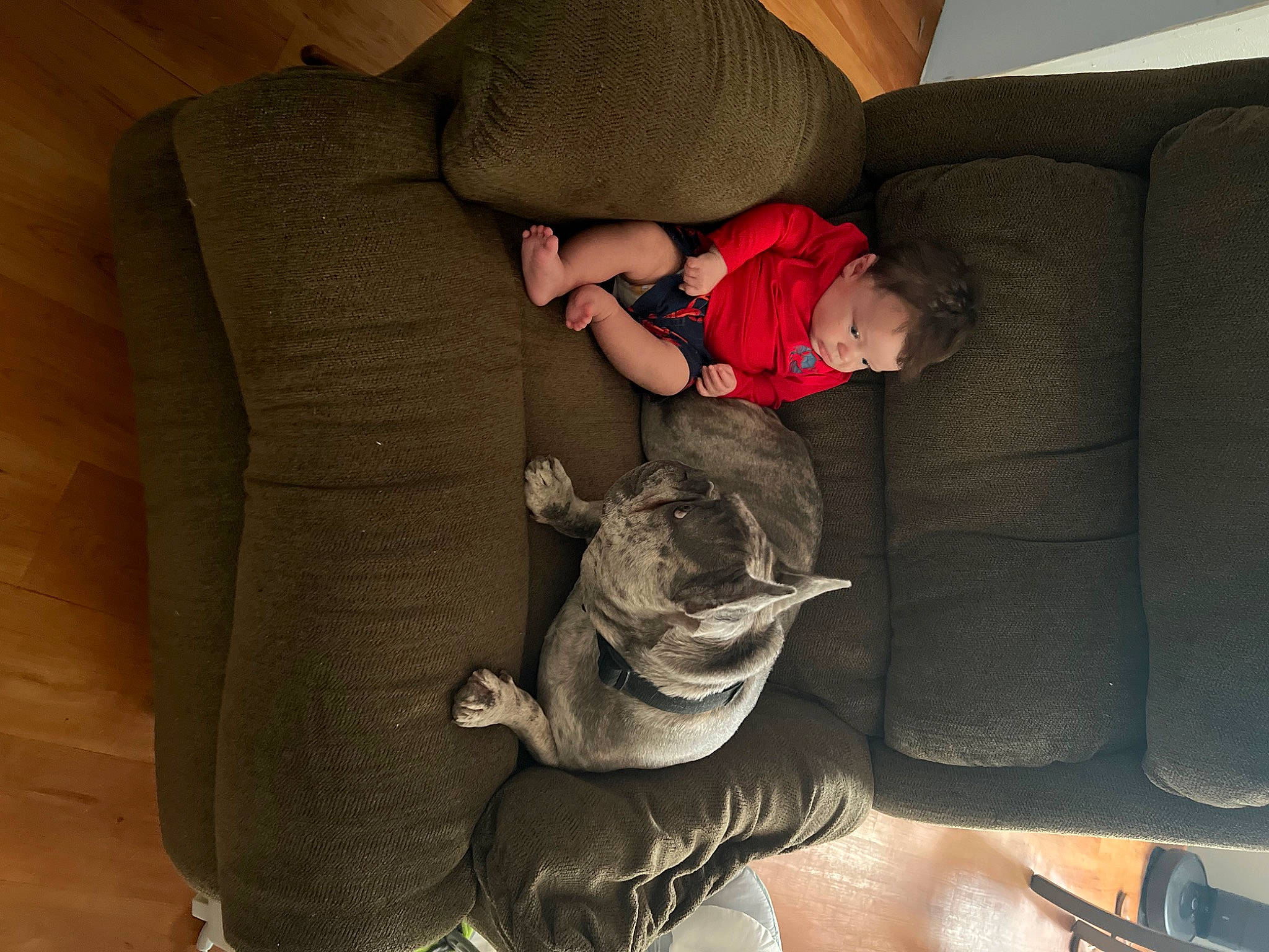 Drew joined the competition — help win amazing prizes! baby_toddler_clothing, carnivore, comfort, companion_dog, couch, fish, fur, human_body, human_leg, knee, lap, linens, person, room, sitting, sleeve, sock, suit, tail, thigh