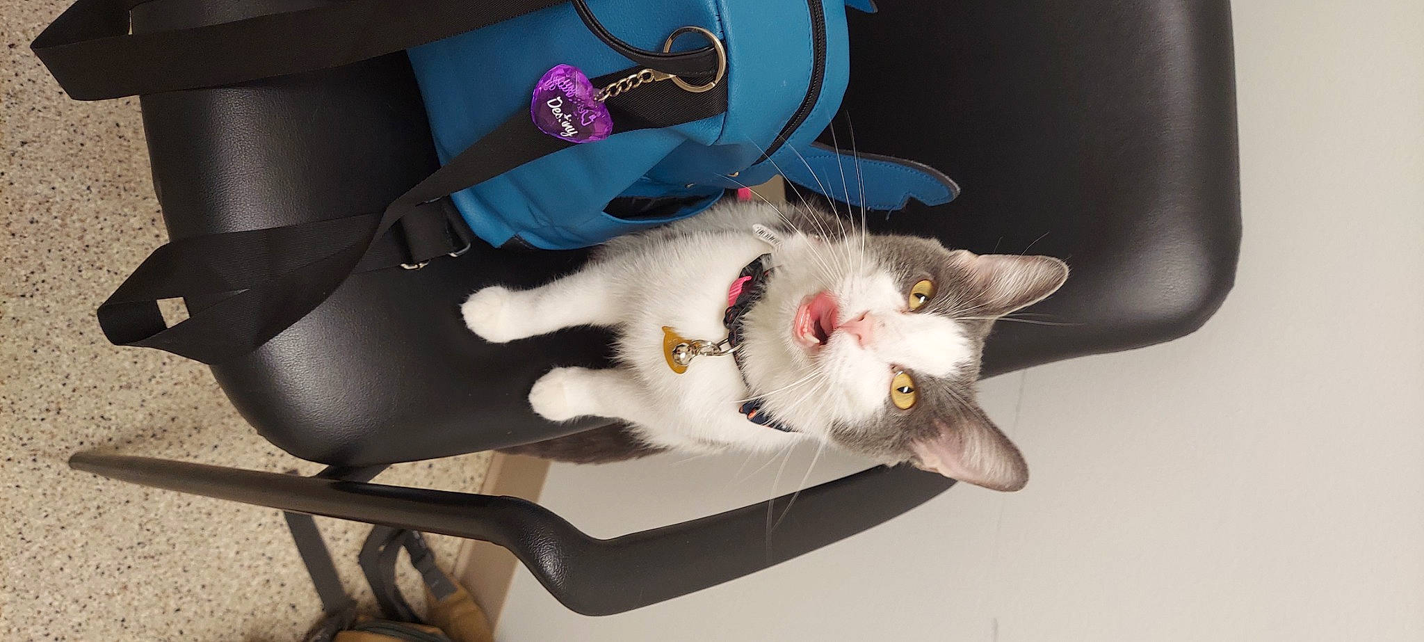 Daisha joined the competition — help win amazing prizes! bag, carnivore, cat, chair, claw, collar, comfort, domestic_short_haired_cat, fashion_accessory, felidae, fur, paw, small_to_medium_sized_cats, snout, tail, toy, whiskers