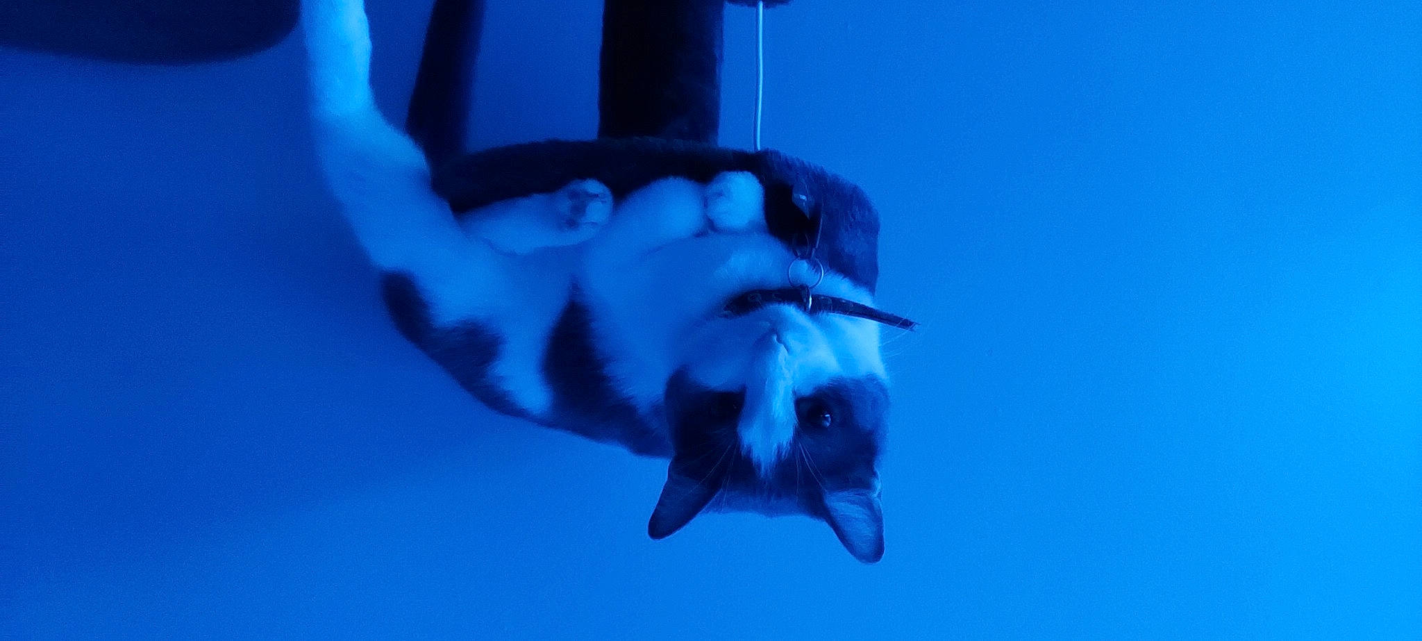 Daisha joined the competition — help win amazing prizes! beak, blue, electric_blue, freezing, gas, gesture, jaw, marine_biology, marine_mammal, nail, plant, sky, smoke, snout, tail, tree, underwater, water, wildlife, wrist