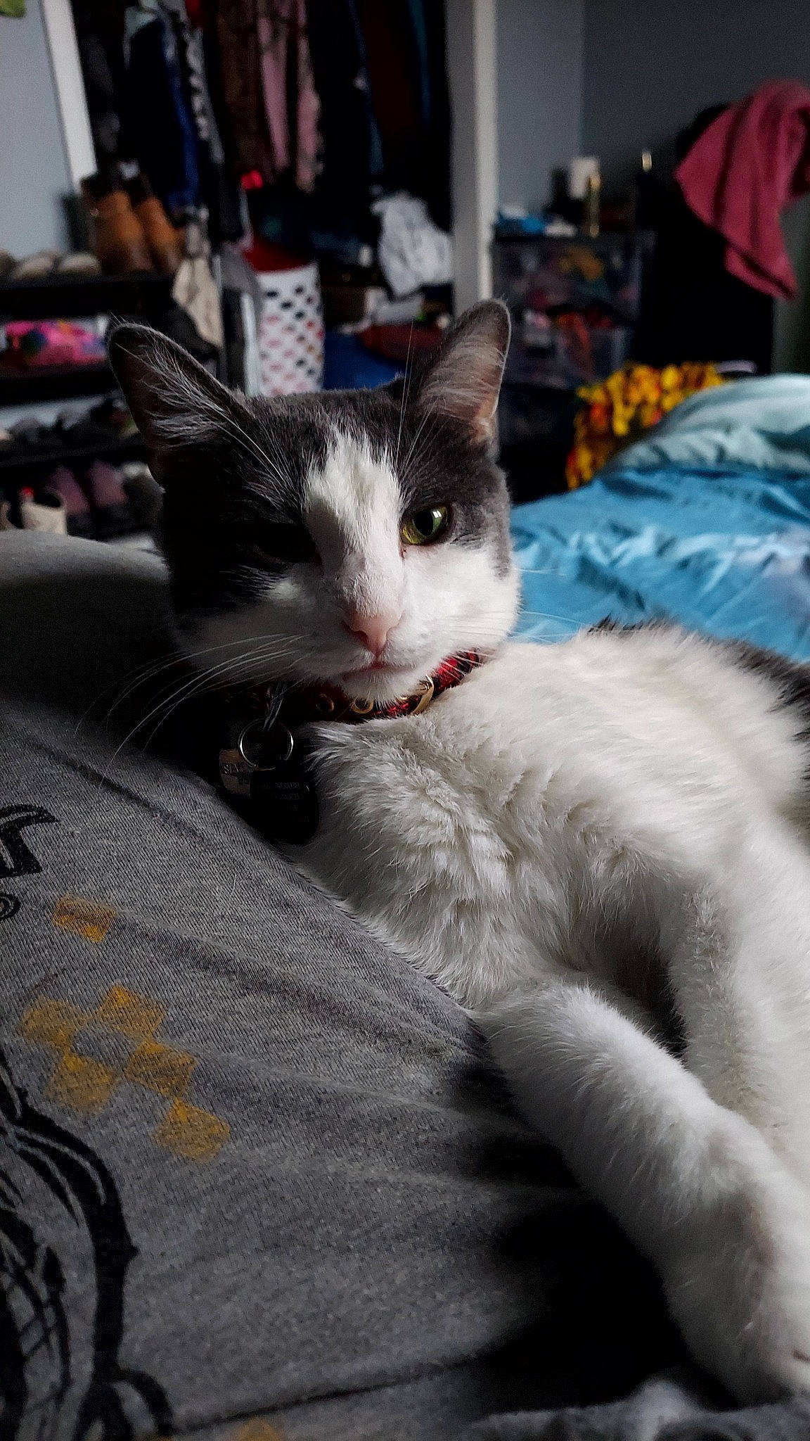 Daisha is registered to the contest to win money with this photo: carnivore, cat, claw, collar, comfort, domestic_short_haired_cat, felidae, fur, linens, paw, small_to_medium_sized_cats, snout, tail, whiskers