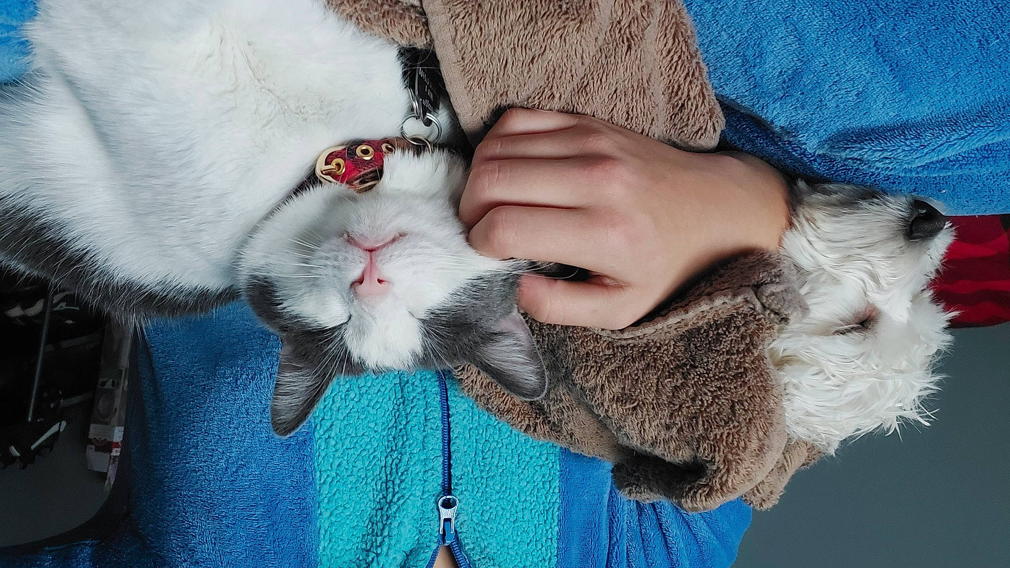 Daisha is registered to the contest to win money with this photo: beard, carnivore, cat, claw, collar, domestic_short_haired_cat, electric_blue, fawn, felidae, fur, fur_clothing, gesture, nail, paw, small_to_medium_sized_cats, snout, street_fashion, tail, textile, whiskers