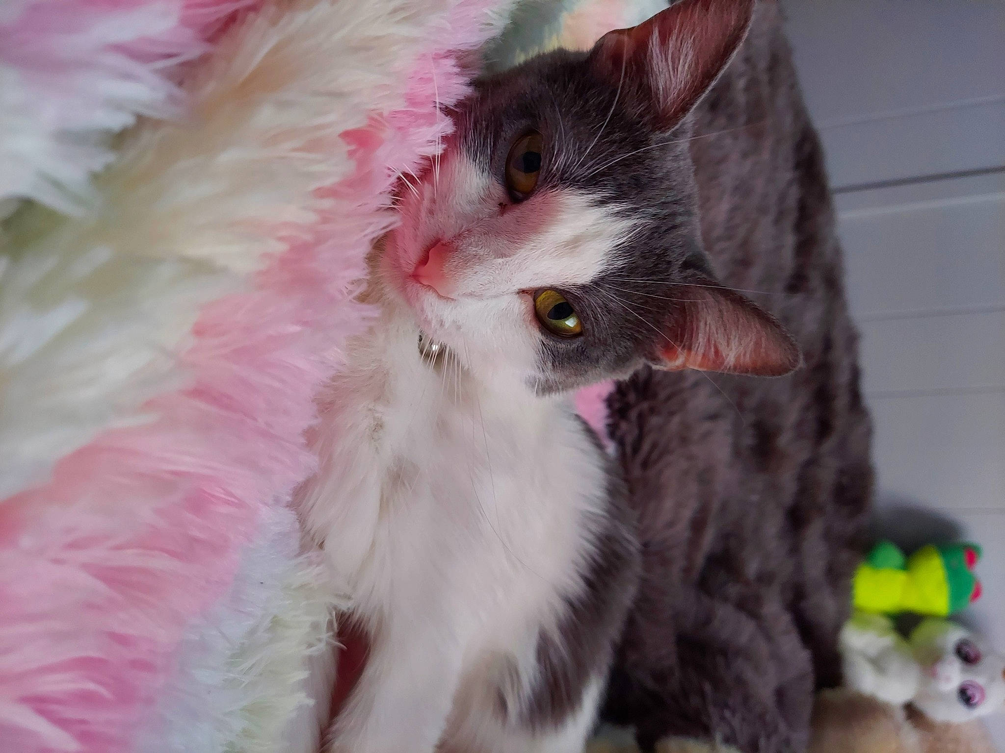 Daisha is registered to the contest to win money with this photo: beak, carnivore, cat, claw, domestic_short_haired_cat, ear, eye, eyelash, fawn, felidae, fur, iris, paw, pink, plant, small_to_medium_sized_cats, snout, tail, terrestrial_animal, whiskers