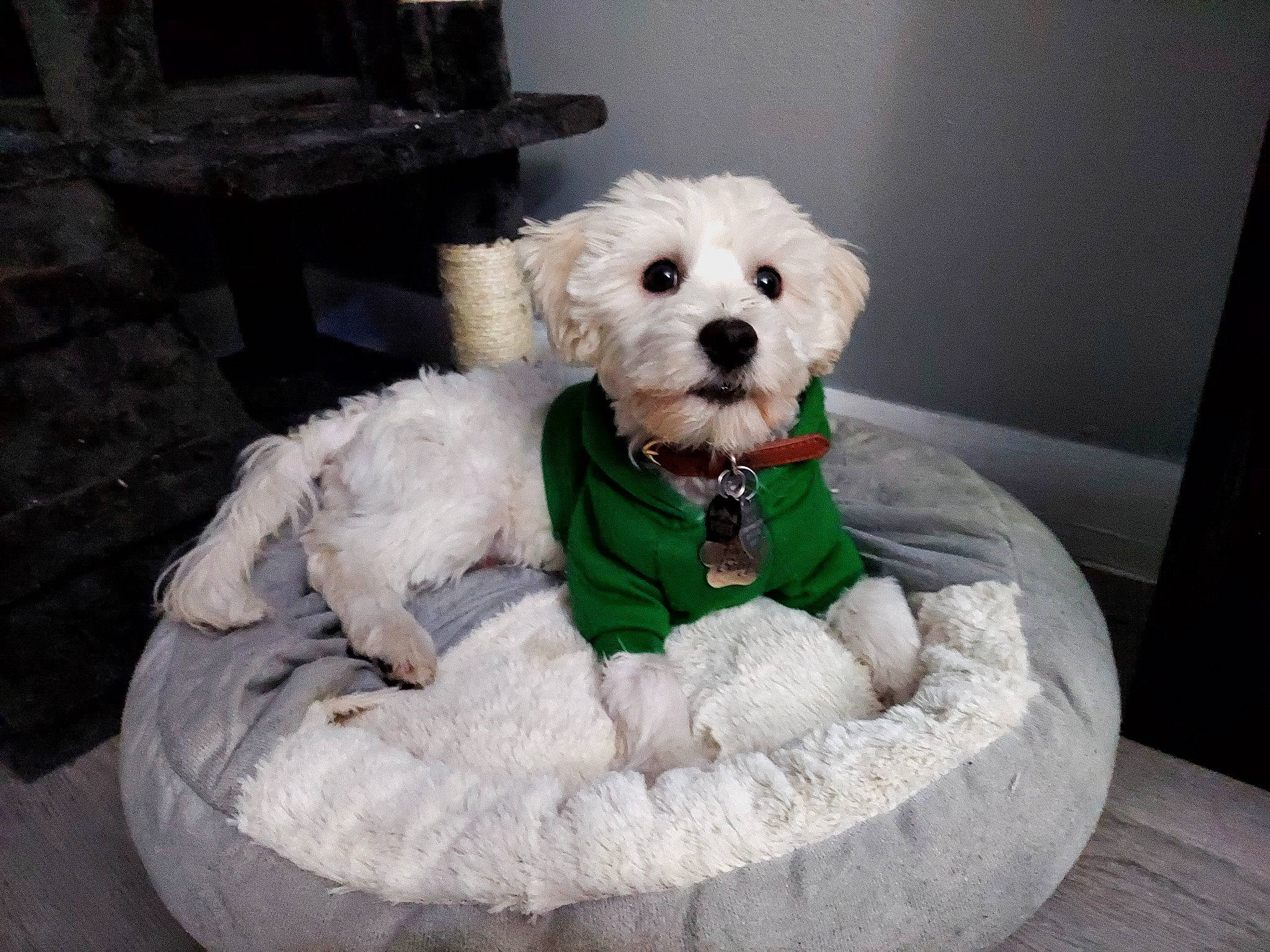 Zeeki joined the competition — help win amazing prizes! carnivore, comfort, companion_dog, dog, dog_bed, dog_breed, dog_clothes, dog_supply, fawn, fur, pet_supply, shih_poo, small_terrier, snout, sporting_group, stuffed_toy, terrier, toy, toy_dog, working_animal