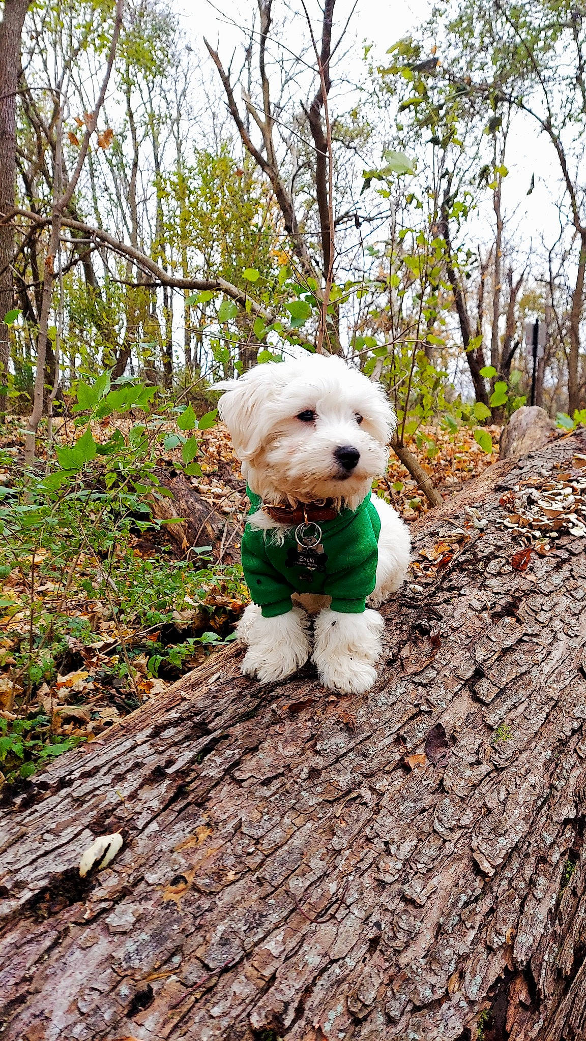 Zeeki is registered to the contest to win money with this photo: carnivore, cockapoo, companion_dog, dog, dog_breed, dog_clothes, dog_supply, forest, grass, labradoodle, plant, sky, snout, spring, terrier, toy, toy_dog, tree, wood, working_animal