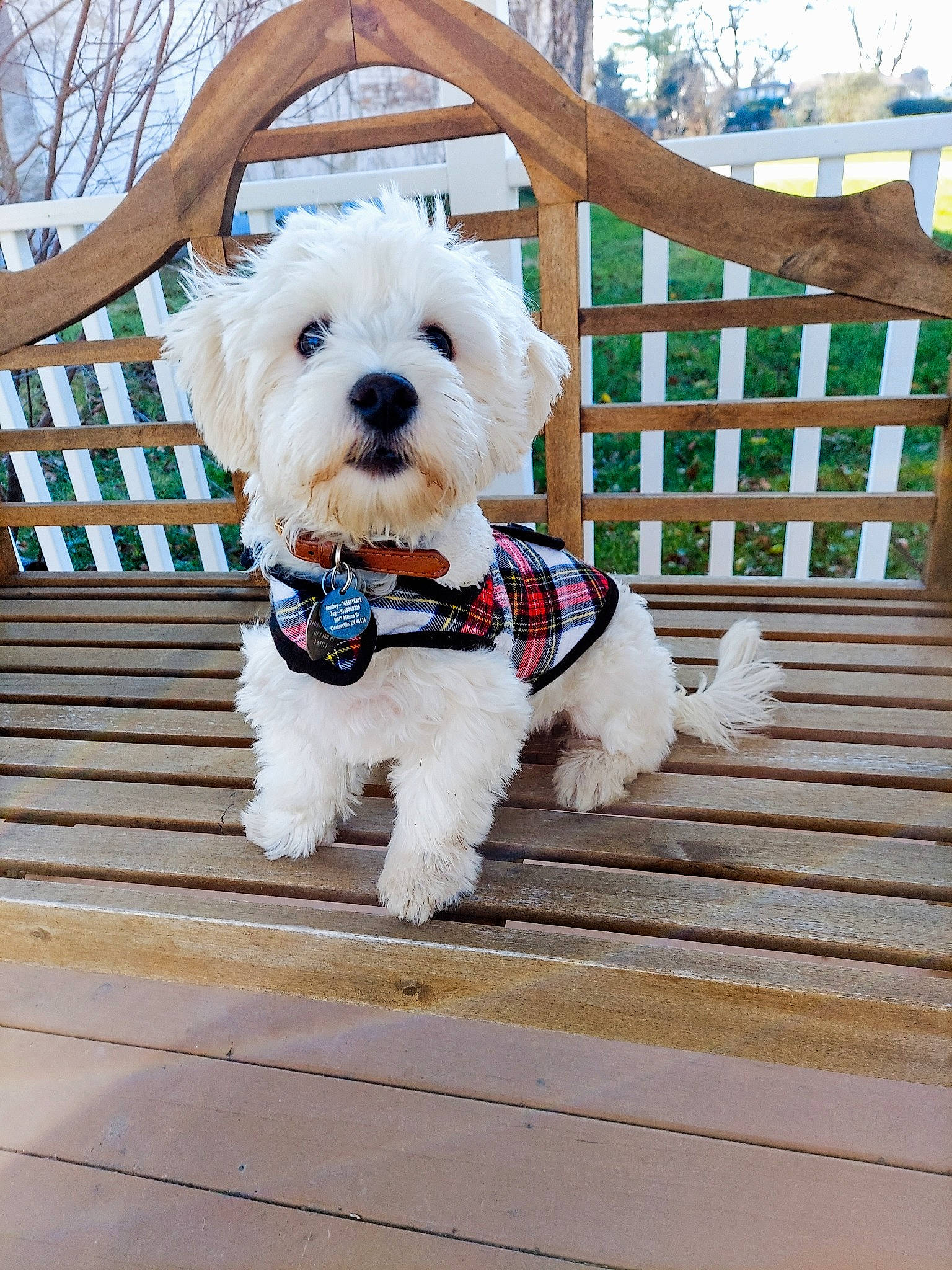 Zeeki joined the competition — help win amazing prizes! carnivore, collar, companion_dog, dog, dog_breed, dog_clothes, dog_collar, dog_supply, fashion_accessory, fawn, fur, leash, pet_supply, small_terrier, snout, sporting_group, terrier, toy_dog, wood, working_animal