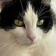 Booberry is registered to the contest to win money with this photo: cat, close_up, black_and_white, green_eyes, whiskers, fur, pet, animal, portrait, face, cute, indoor, feline, soft, nose, ears, expression, domestic_cat, mammal, alert