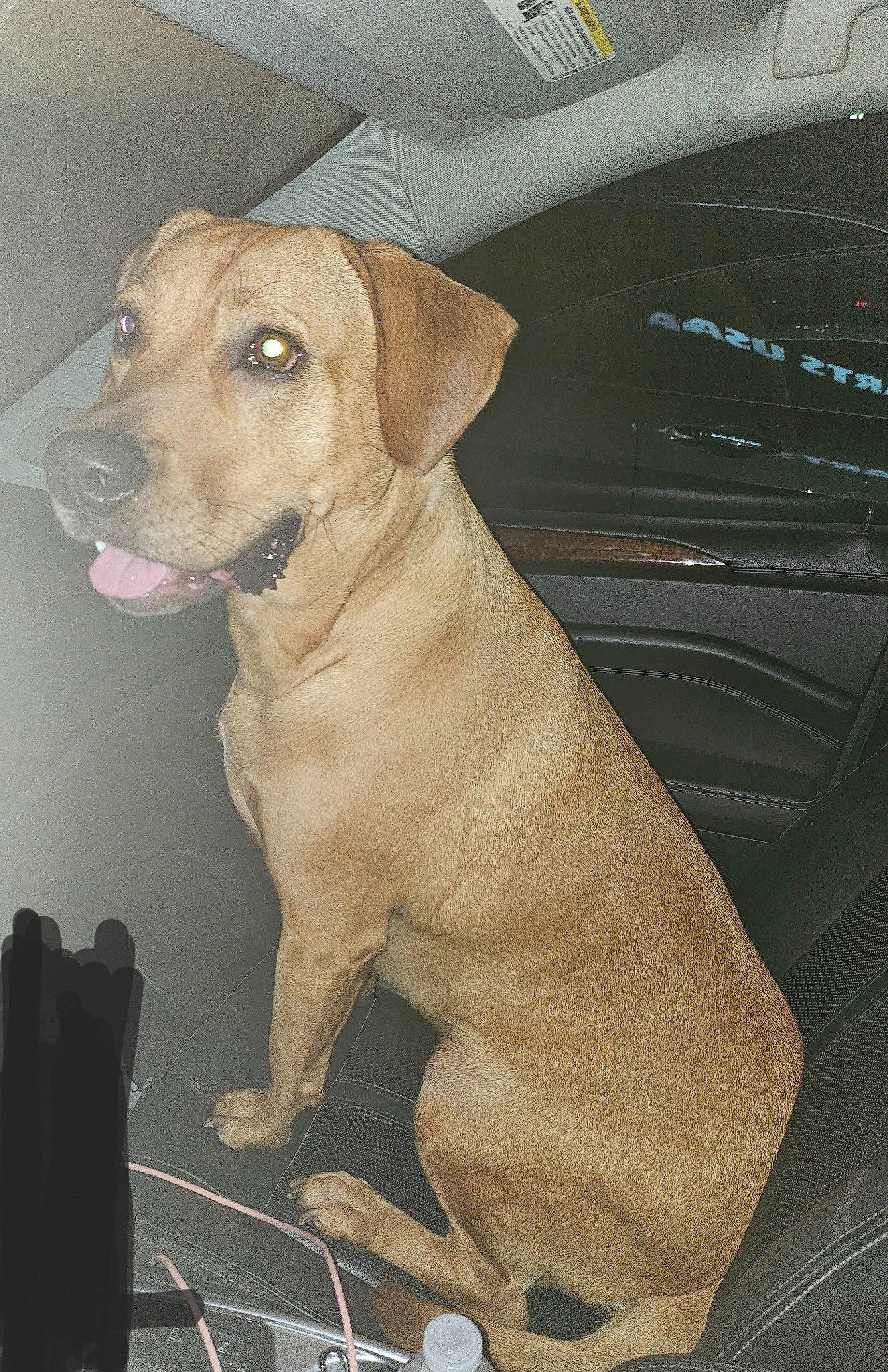 Shushu joined the competition — help win amazing prizes! automotive_mirror, canidae, car, carnivore, collar, companion_dog, dog, dog_breed, fawn, gun_dog, liver, personal_luxury_car, pet_supply, snout, sporting_group, vehicle, vehicle_door, whiskers, windshield, working_animal